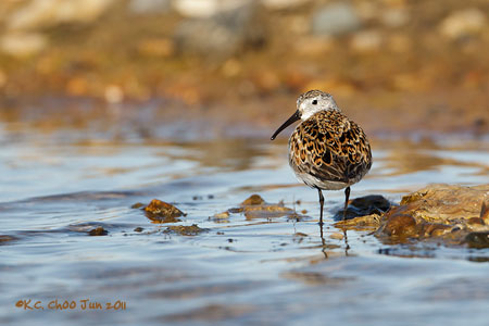 Dunlin