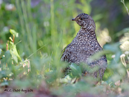 Dusky Grouse