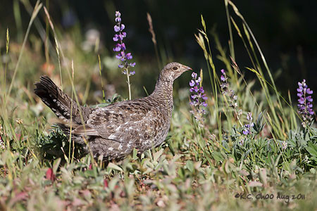 Dusky Grouse