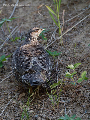 Dusky Grouse