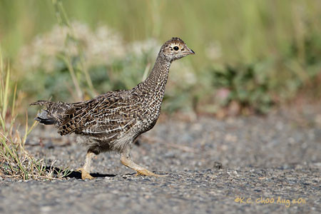 Dusky Grouse