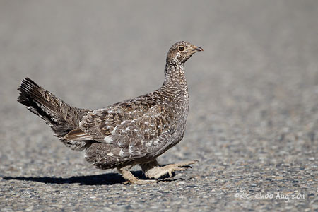 Dusky Grouse