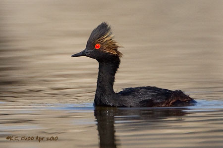 Eared Grebe