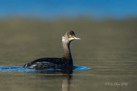 Eared Grebe