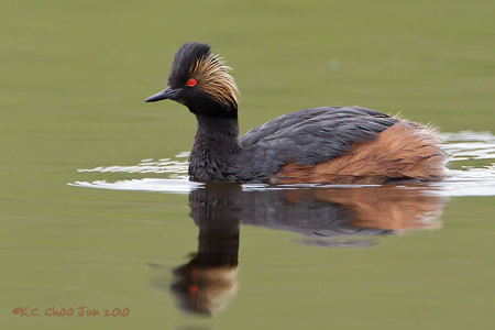 Eared Grebe