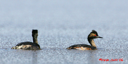 Eared Grebe