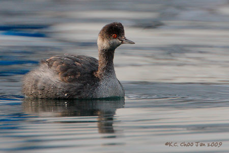 Eared Grebe