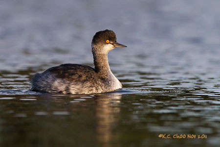 Eared Grebe