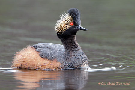 Eared Grebe