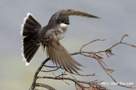 Eastern Kingbird