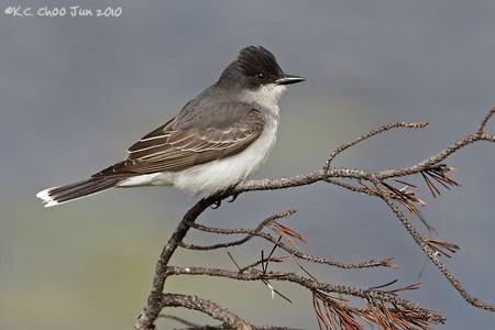 Eastern Kingbird