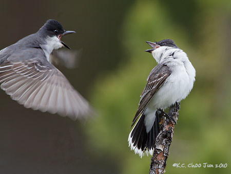 Eastern Kingbird