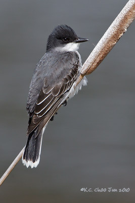 Eastern Kingbird