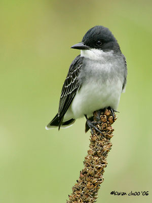 Eastern Kingbird