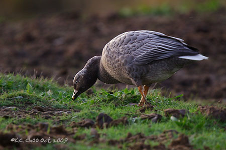 Emperor Goose