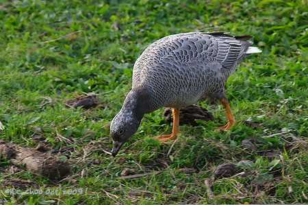 Emperor Goose