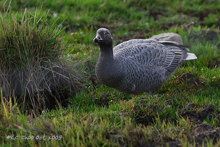 Emperor Goose