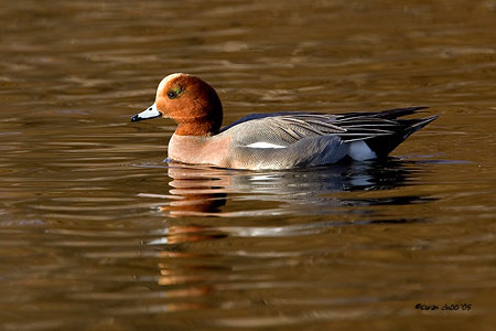 Eurasian Wigeon
