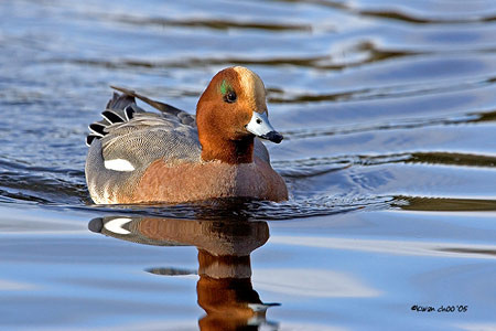 Eurasian Wigeon