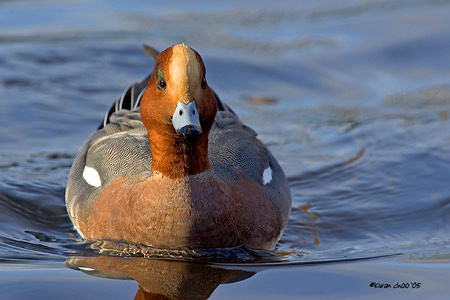 Eurasian Wigeon