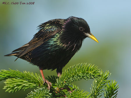 European Starling