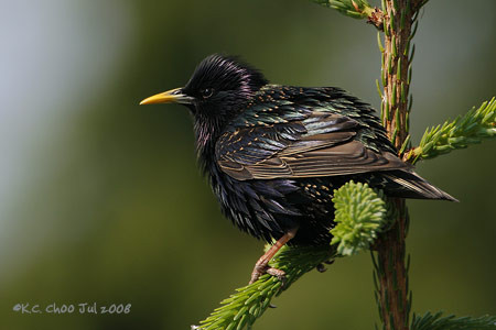 European Starling