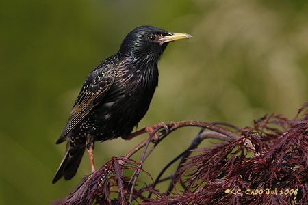 European Starling