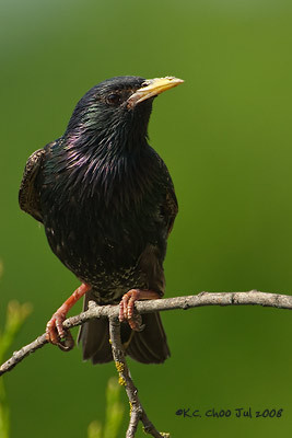 European Starling