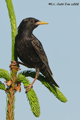 European Starling