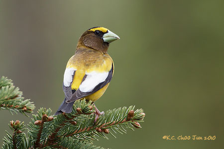 Evening Grosbeak