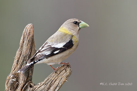 Evening Grosbeak