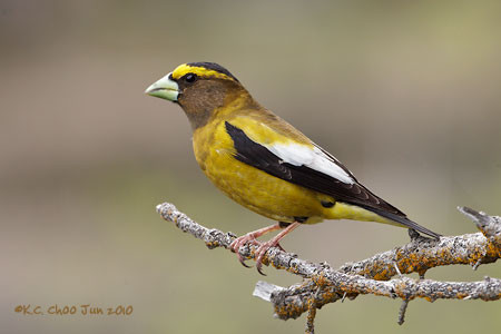 Evening Grosbeak