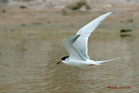 Forster's Tern