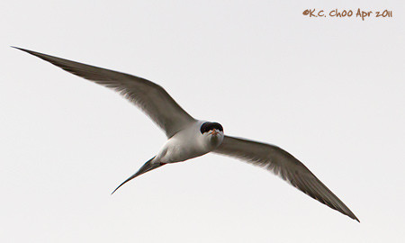 Forster's Tern