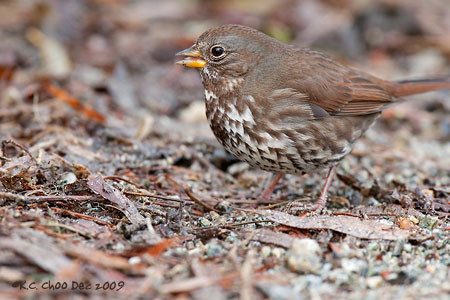 Fox Sparrow