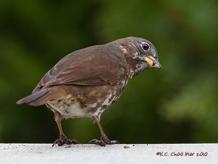 Fox Sparrow