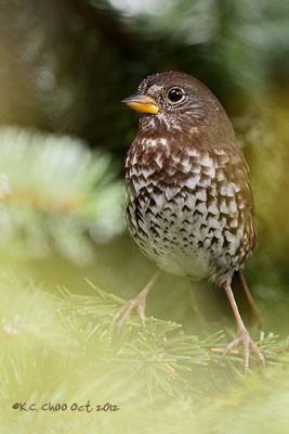 Fox Sparrow