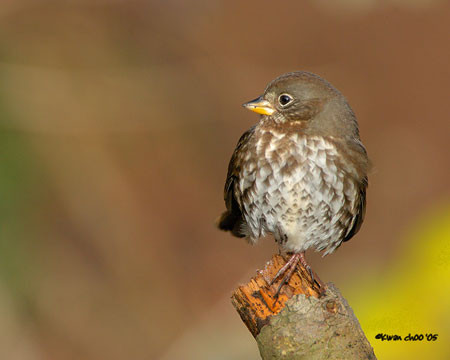 Fox Sparrow
