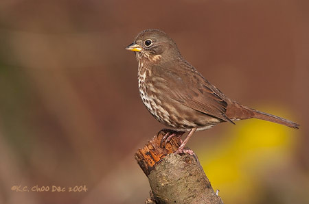 Fox Sparrow
