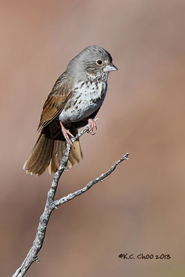 Fox, Thick-billed Sparrow