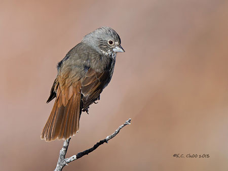 Fox, Thick-billed Sparrow