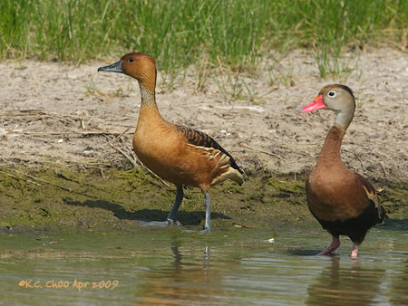 Fulvous Whistling-Duck