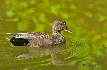 Gadwall