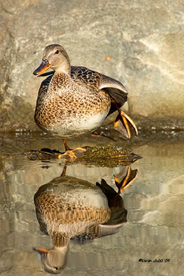 Gadwall