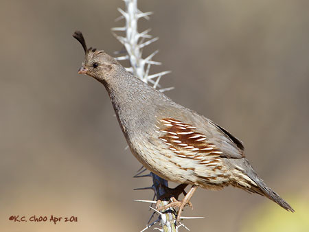 Gambel's Quail