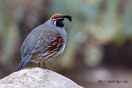Gambel's Quail