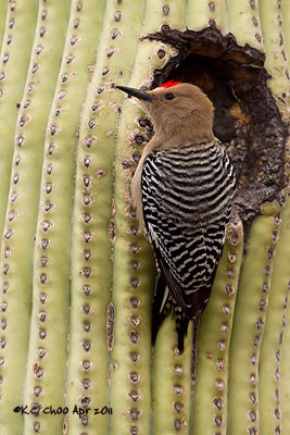 Gila Woodpecker