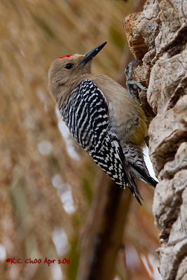 Gila Woodpecker