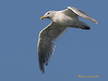 Glaucous-winged Gull