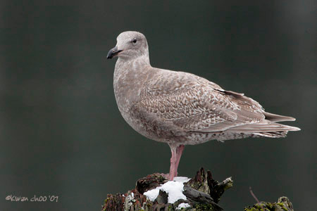 Glaucous-winged Gull